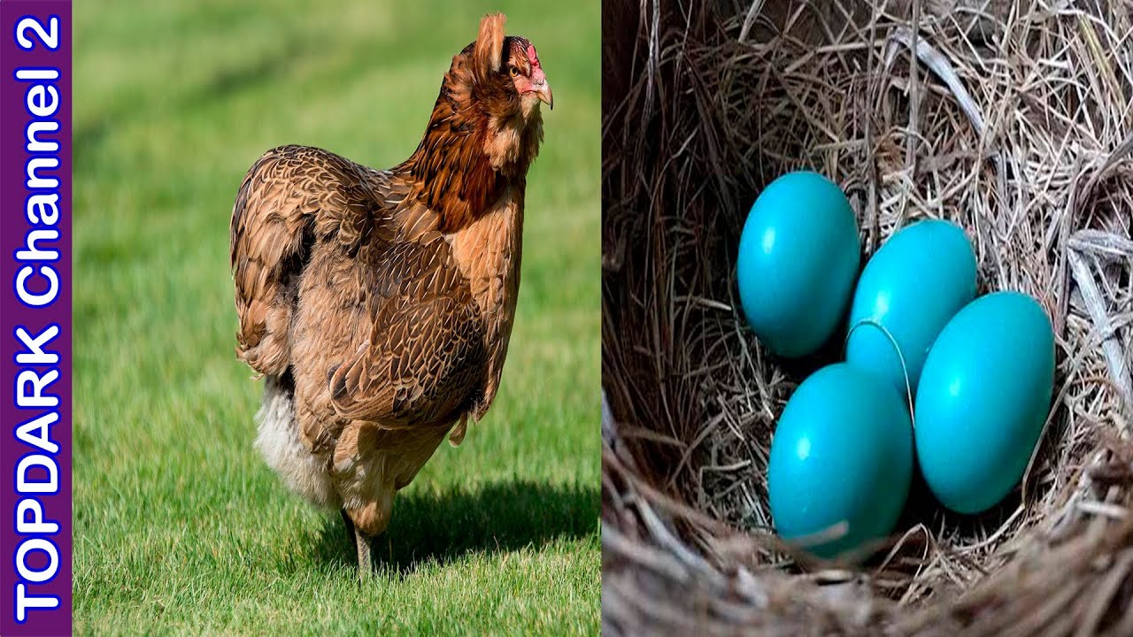 huevos de colores de gallinas