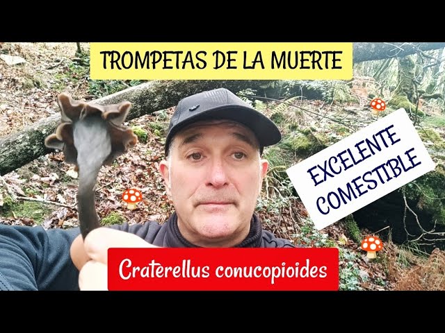 trompetas de la muerte mercadona