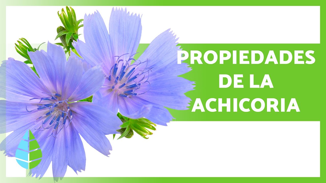 cebada malta y achicoria propiedades