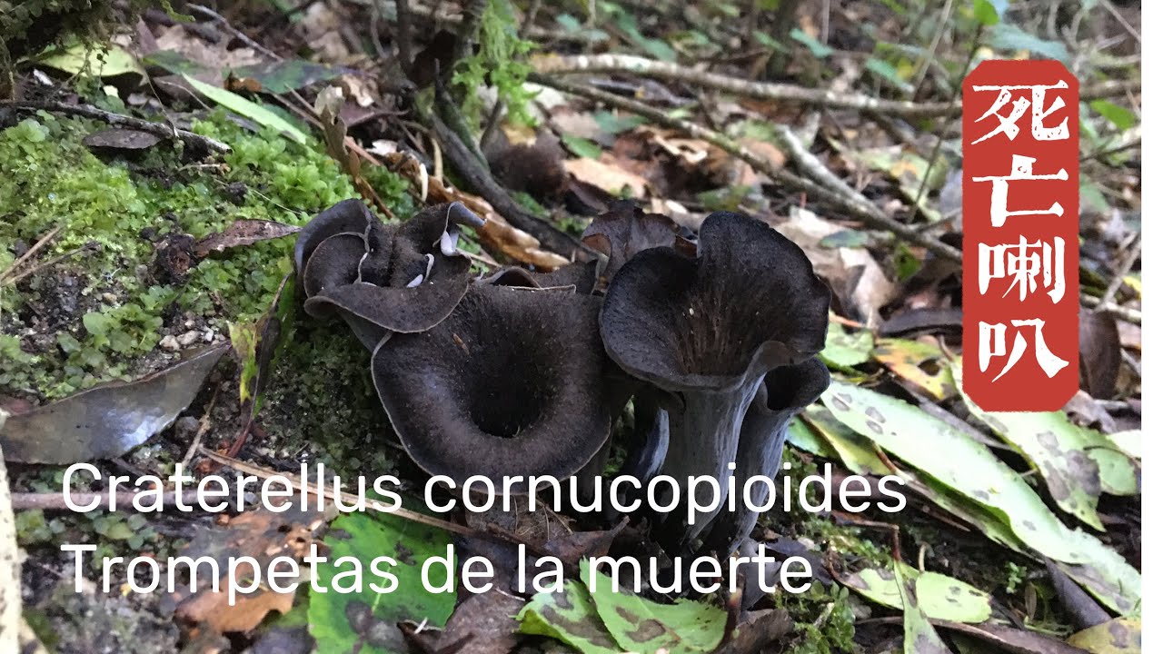 cocinar trompetas de la muerte
