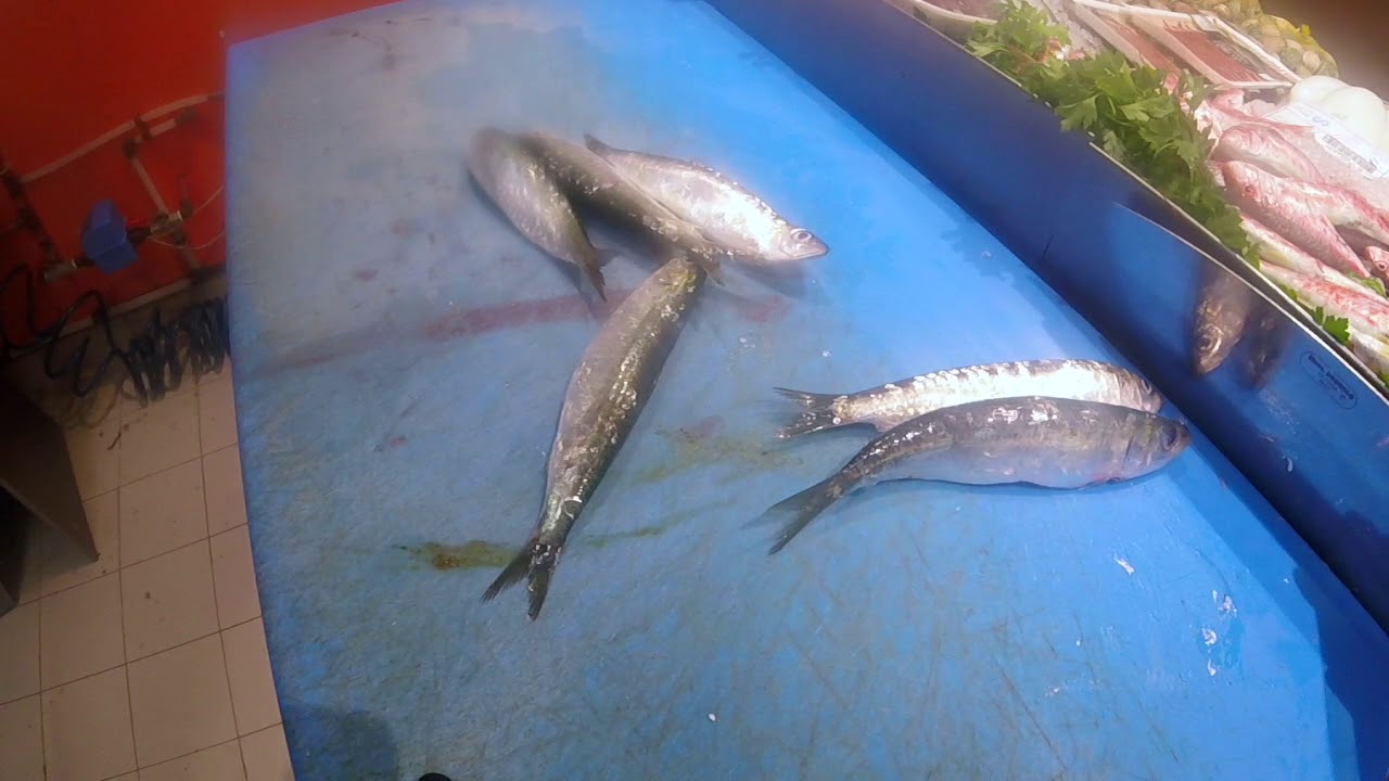 como congelar sardinas con tripa o sin tripa