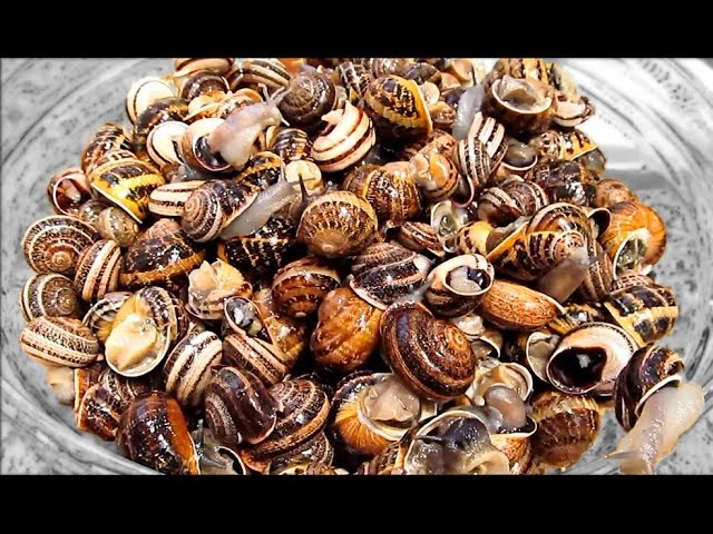 como se lavan los caracoles