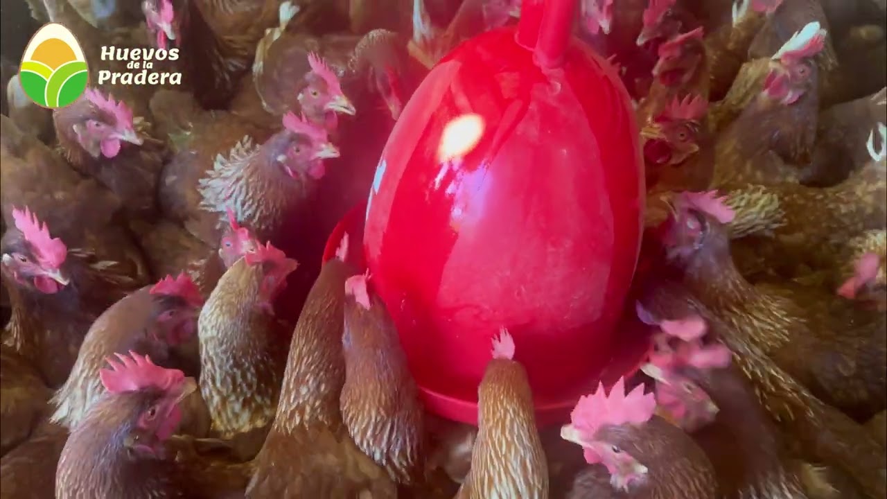 cuanto viven las gallinas ponedora