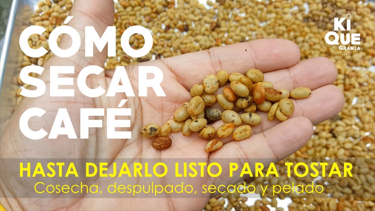 grano de cafe sin tostar