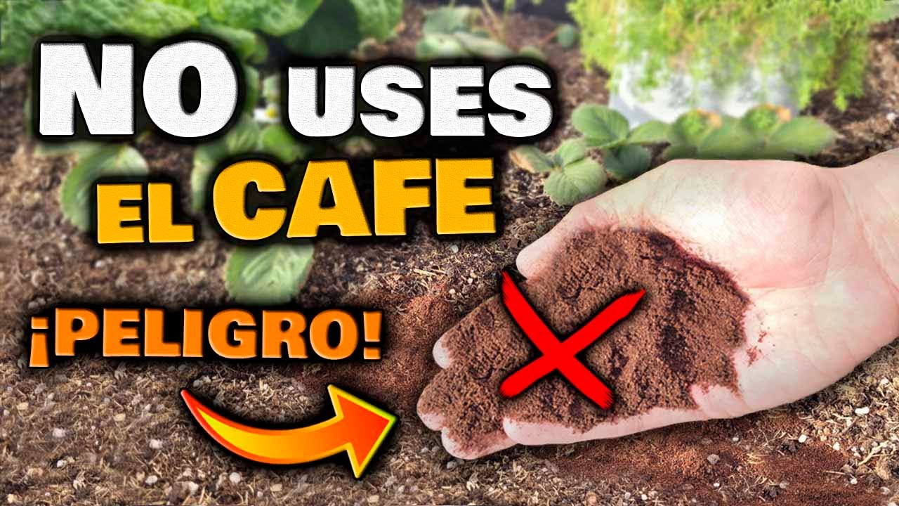 posos de café para cactus